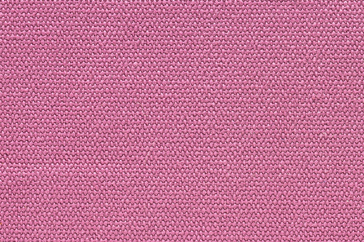 Cotinga rosé - Image 4