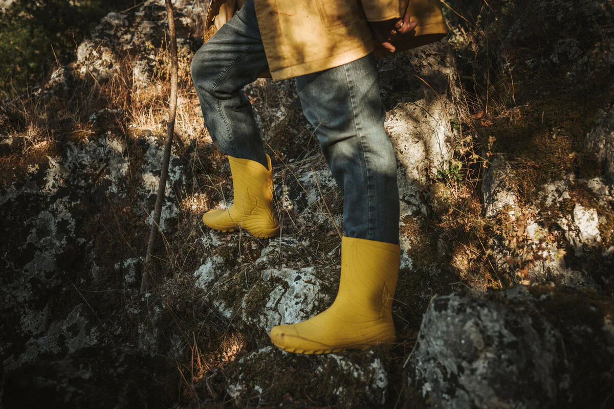 Ranidae yellow - Image 3